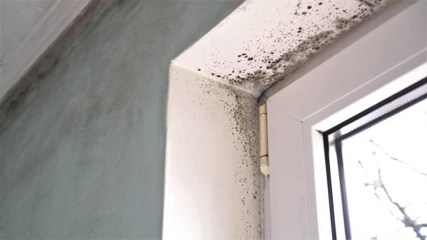 Best White Mold Remediation in Adair Village, OR