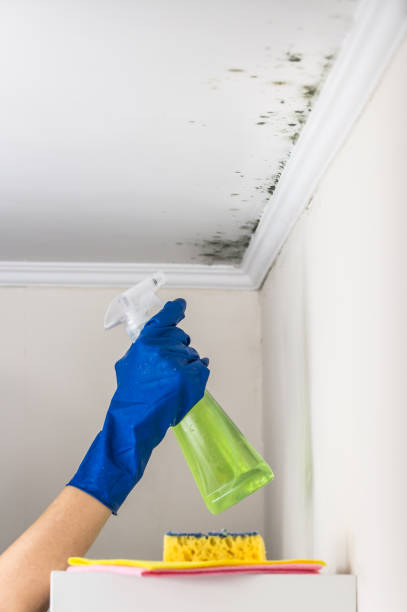 Best White Mold Remediation in Adair Village, OR
