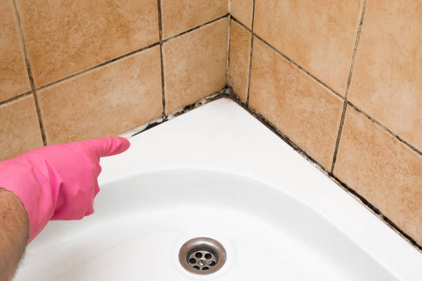Best Commercial Mold Remediation in Adair Village, OR